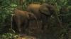 Африканские слоны в заповеднике Джа