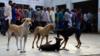 Бродячие собаки замечены на избирательном участке в Агра, Уттар-Прадеш