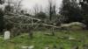 Сломанное дерево на кладбище домашних животных Илфорда