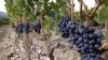 Виноград, растущий на винограднике Руссильон, 2005 г. file pic
