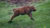 Архивное фото детеныша зубра, бегущего по траве