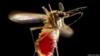 Комар летит. Самка комара Aedes aegypti взлетает после еды человеческой кровью, которую можно увидеть в ее брюшной полости.