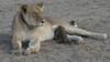 Картина, на которой львица Носикиток кормит детеныша леопарда, отдыхая в засушливом Серенгети