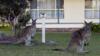 Два кенгуру сидят на лужайке перед жилым домом