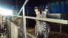 Цирковые зебры