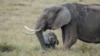 Африканский слон стоит перед слоненком на открытой травянистой равнине