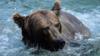 Самка бурого медведя ловит рыбу на Дальнем Востоке Камчатки