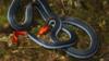 Голубая коралловая змея с длинными шипами