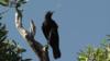 Новокаледонская ворона с крючковатым орудием (c) Педро Баррос да Коста / Rutz Group