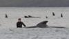 Спасатель стоит по пояс в воде рядом с выброшенным на берег китом
