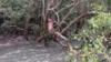 Беглец, который был найден цепляющимся за мангровые заросли недалеко от Дарвина, Австралия