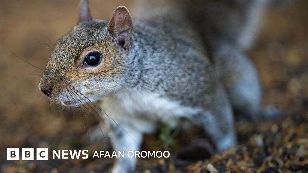 Qorongu ormonda jinsiy aloqa