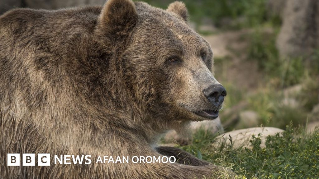 Megan Fox pornosini onlayn tomosha qiling