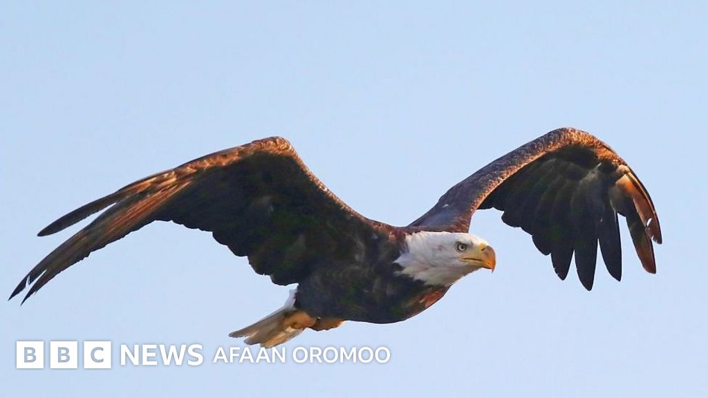 BBW anal porno sifati