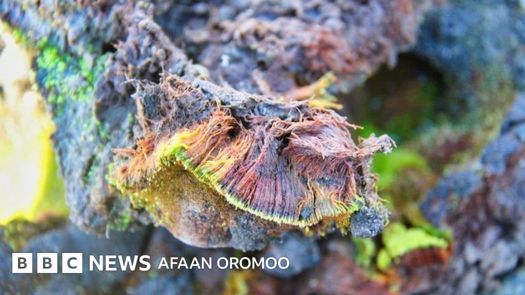 Afrika ormonida jinsiy aloqa Afrika ormonida jinsiy aloqa