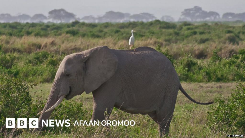 Ayol mushukining tuzilishi Toshkentda Olmaliqdan uy qurilishi porno