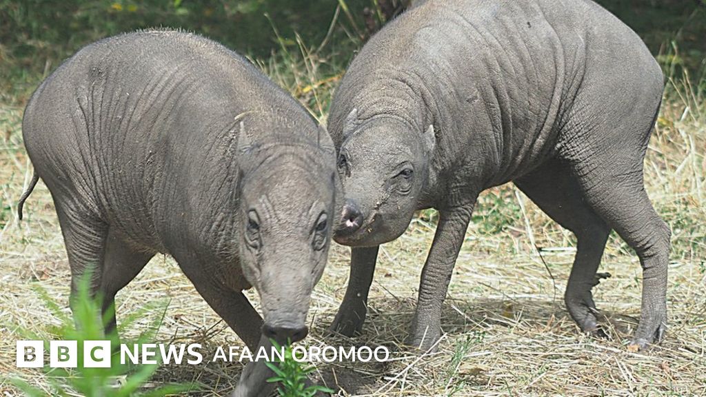 Ananaviy bolmagan orientatsiya bilan qattiq guruh jinsiy aloqa Ottoman Sex Slaves ni onlayn tomosha qiling