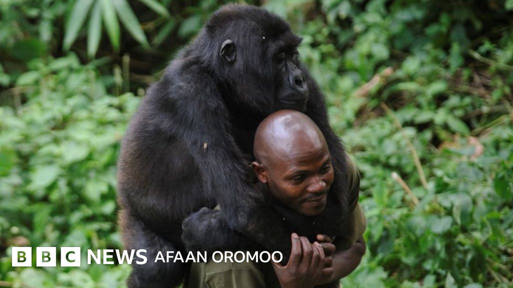 Kapitan Antoxaning Sexnaz