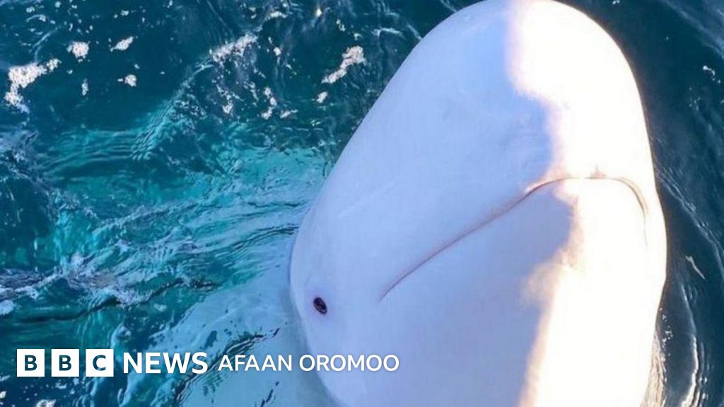 Anal va ogzaki porno fotosuratlar