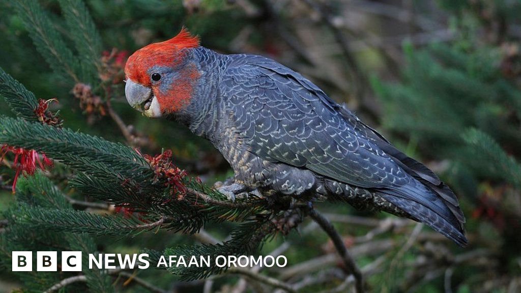 Chizmalarda ogzaki jinsiy aloqa Jinsiy aloqa gozal va qiziqarli