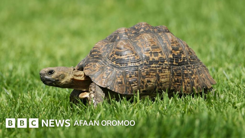 Topishmoq: oltita bosh, beshta sik, uchta dum, bitta mushuk Topishmoq: oltita bosh, beshta sik, uchta dum, bitta mushuk