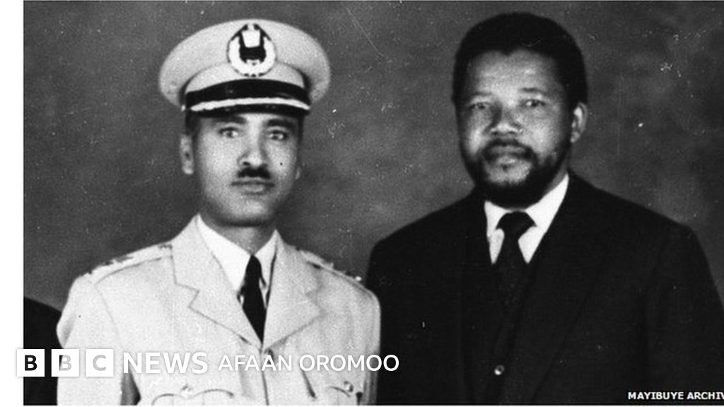 semiz eshak yakkaxon mushuk