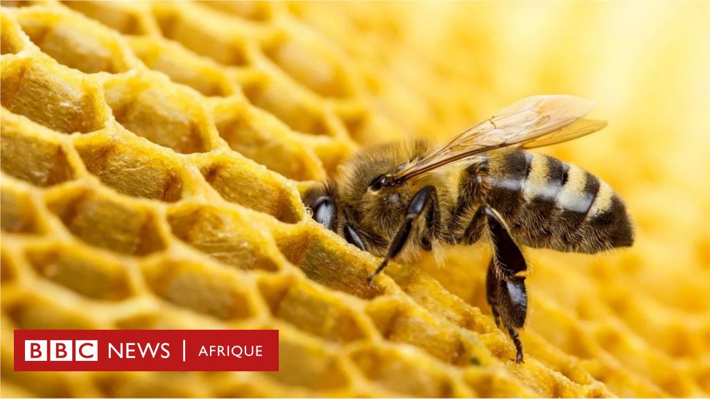 Le miel Martine, choisissez LE miel qui sauve les abeilles