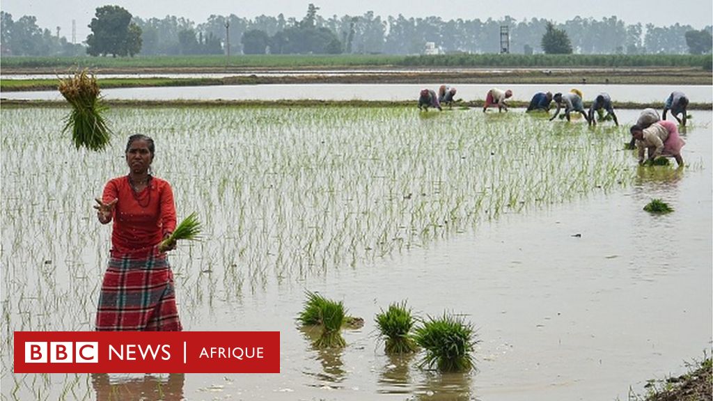 Commerce. Huile de palme : l'Indonésie, premier producteur mondial,  interdit son exportation