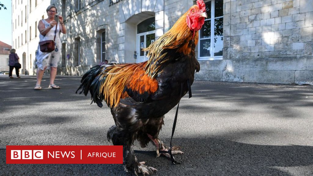 Un Coq Accusé De Nuisance Sonore Gagne Son Procès Bbc News Afrique 9348