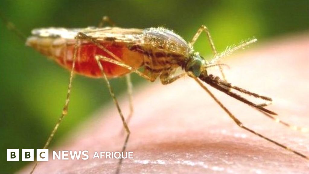 Un nouveau vaccin contre le paludisme BBC News Afrique