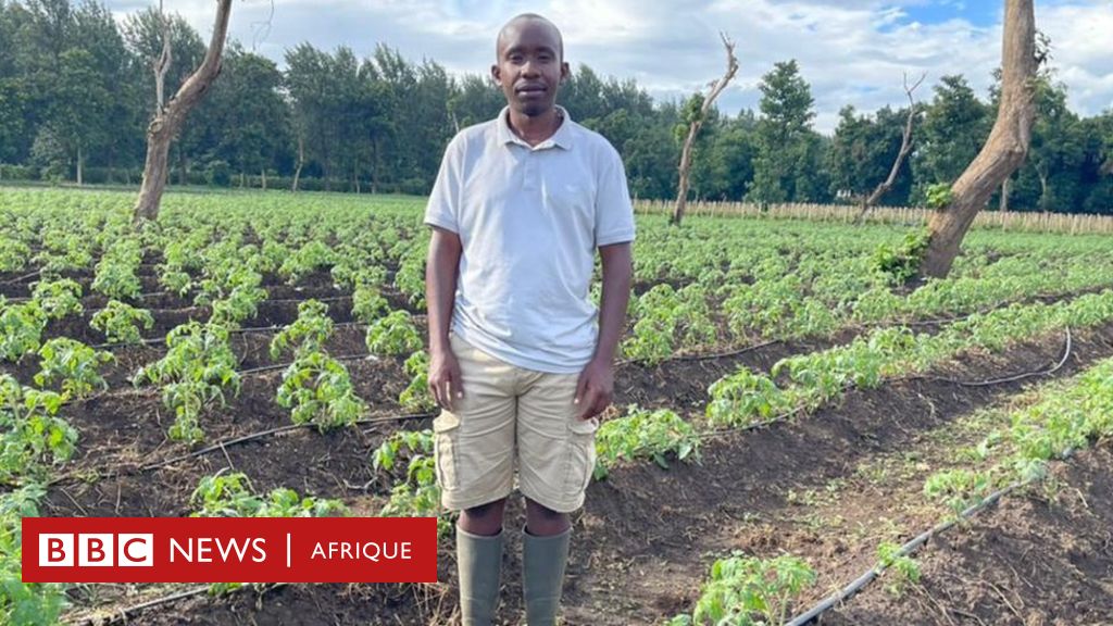 Comment la pénurie d'engrais affecte les agriculteurs africains - BBC News Afrique