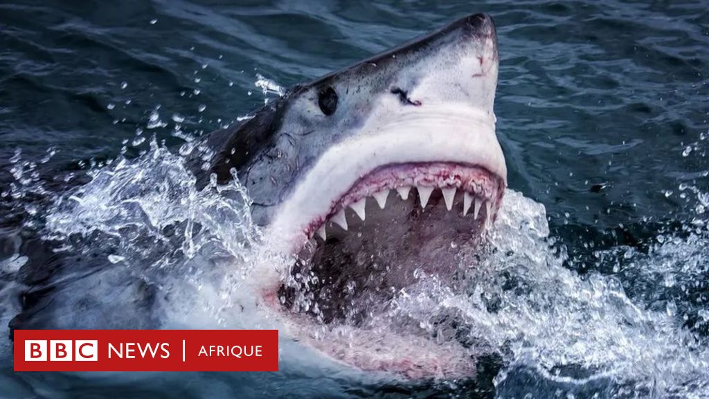 Il survit à une attaque de requin grâce à des coups de poing - BBC