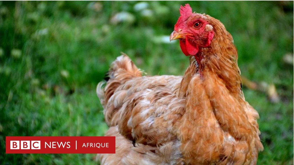 Un Footballeur Tue Un Poulet En Plein Match Bbc News Afrique