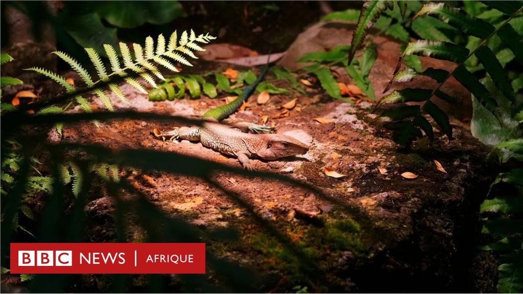 Mysterious Miracle: Exploring Parthenogenesis in Vertebrates