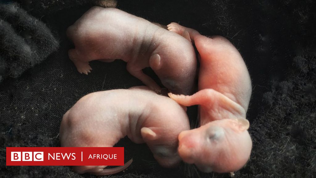 Des scientifiques ont croisé l'homme et le porc dans un même embryon