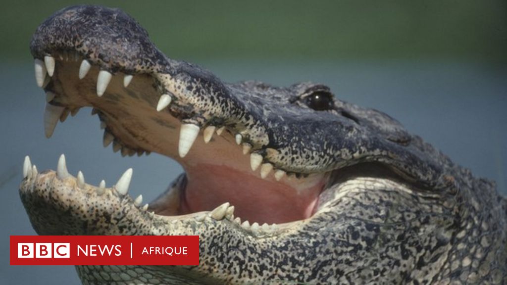 Le corps d'une femme retrouvé entre les mâchoires d'un alligator en Floride - BBC News Afrique