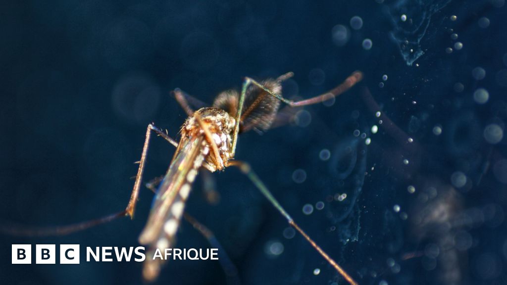 Burkina Faso : Fin de l'Expérimentation Target Malaria – Quelles Conséquences pour la Lutte contre le Paludisme ?