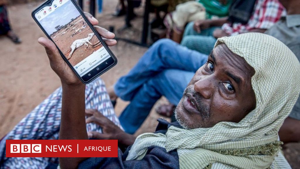 Pourquoi l'Afrique n'a pas pu obtenir un accord urgent sur la sécheresse - BBC News Afrique