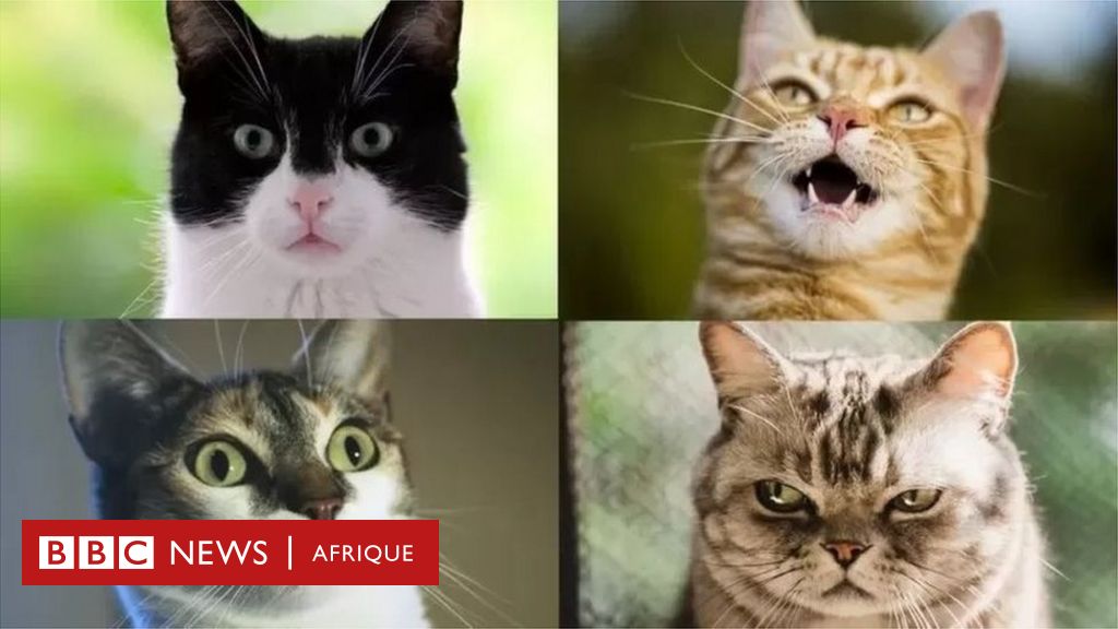 Cats: What science already knows about their grimaces and what they mean