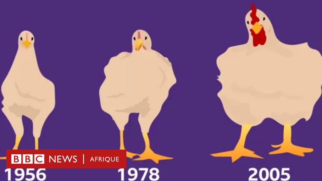 Quelles différences entre une poule et un poulet ?