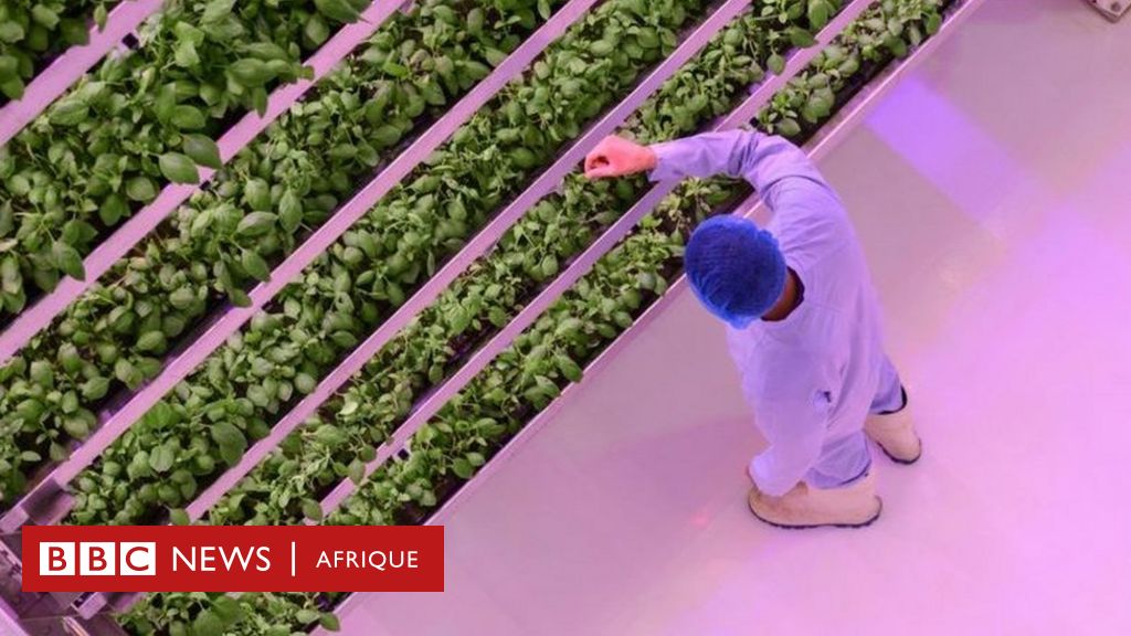 Smart agriculture: What is the ‘fourth revolution’ to transform food production?
