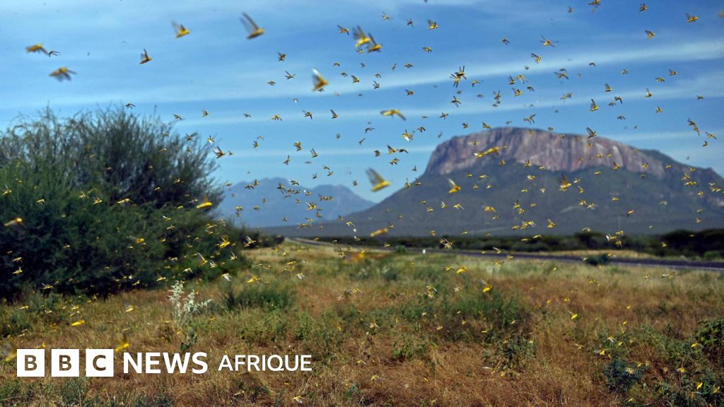 Invasion acridienne: comment un seul criquet devient un essaim