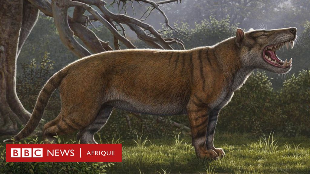 Apparition d'un animal sauvage à Khénifra et Oulmes : L'hypothèse des  attaques de lion écartée