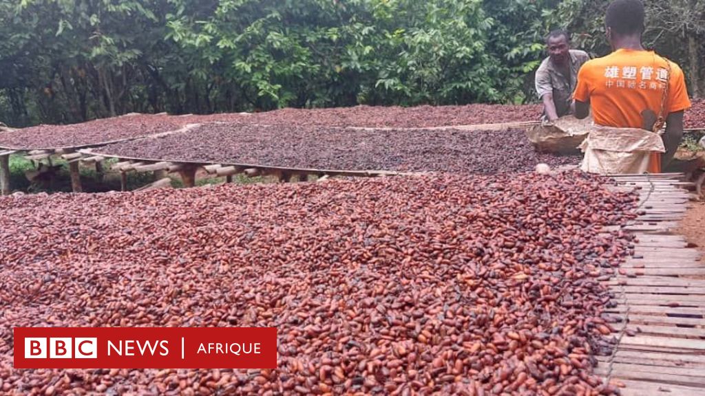 Nouveaux Prix Du Cacao Les Producteurs Ivoiriens Esp Rent Tirer Profit De La Hausse Bbc News