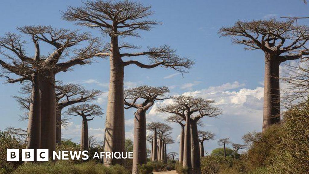 Baobabs : Les scientifiques résolvent le mystère des 