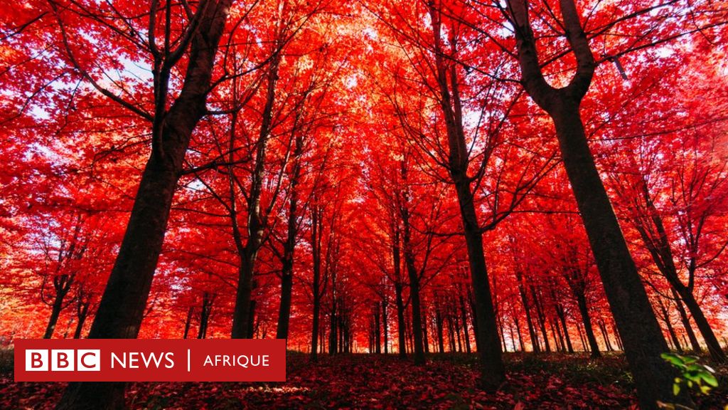 quand tu rencontres un arbre