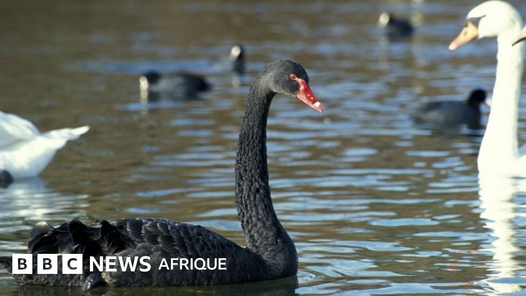 La théorie du cygne noir comment peutelle nous aider à prévenir les crises majeures à l