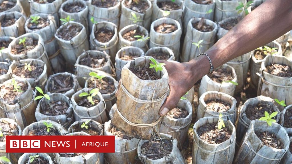 Comment conserver les plants avant la plantation ? - Apprendre à