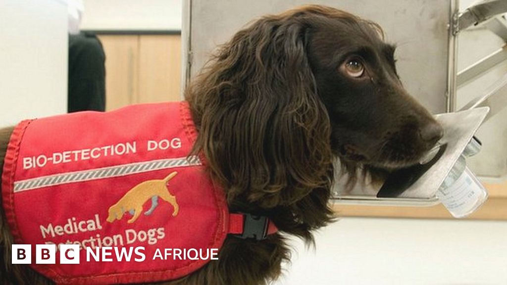Coronavirus les chiens entraînés à détecter les virus BBC News Afrique
