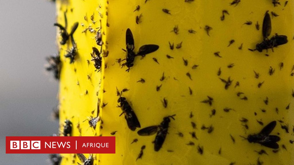Nutrition : la ferme sud-africaine qui transforme les mouches en nourriture  pour animaux de compagnie - et peut-être pour les humains - BBC News Afrique